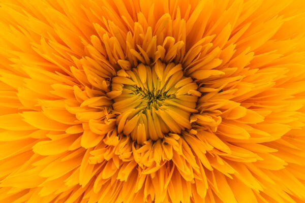 v2osk-pQ7GIGO6esE-unsplash